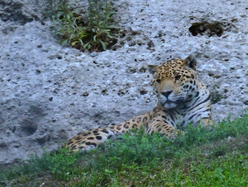 Tierpark Hellbrunn Salzburg, Jaguar