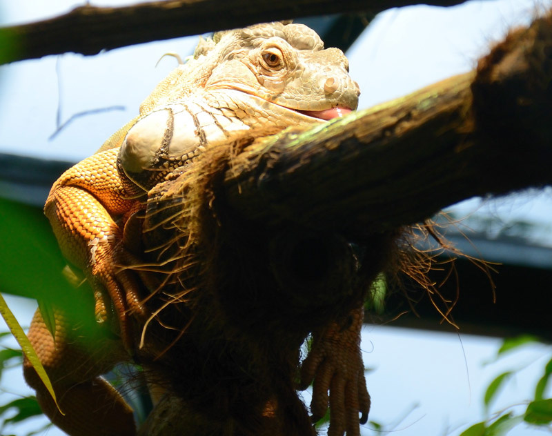 Tierpark Hellbrunn Salzburg, Leguan