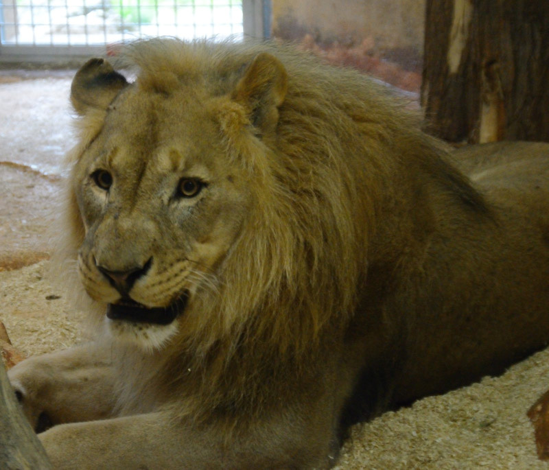 Tierpark Hellbrunn Salzburg, Löwe