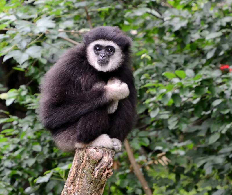 Tierpark Hellbrunn Salzburg, Monkey im Regen