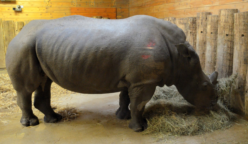 Tierpark Hellbrunn Salzburg, Rhino