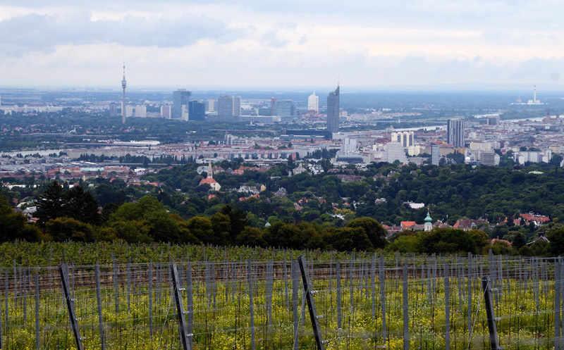 Blick auf Wien über die Weinberge am Kahlenberg