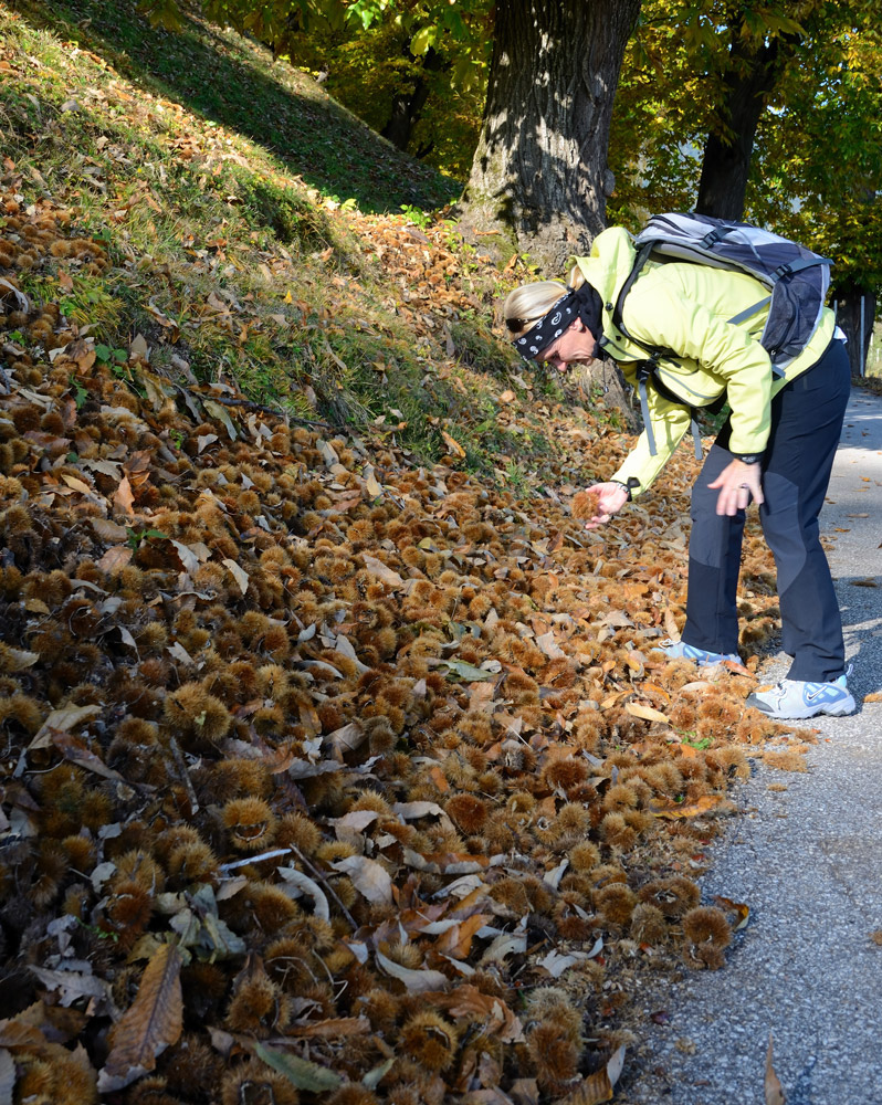 Jetzt Ende Oktober hat die Kastanie in Südtirol Hochsaison, Kastanienhaine zwischen Völlan und Tisens, Keschtn überall...