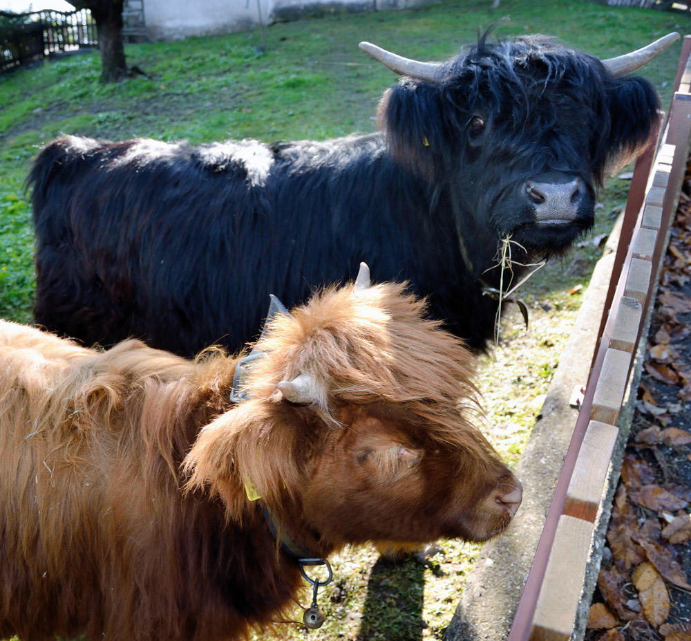 ...Highlander, noch ganz junge, dieser Hof scheint sich auf ,,exotische" Haustiere spezialisiert zu haben...