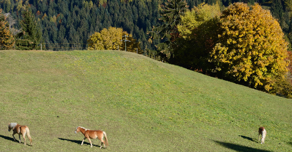 ...Bergab geht´s ja bekanntlich leichter, wir kommen gut voran, vorbei am Paradies für Haflinger...