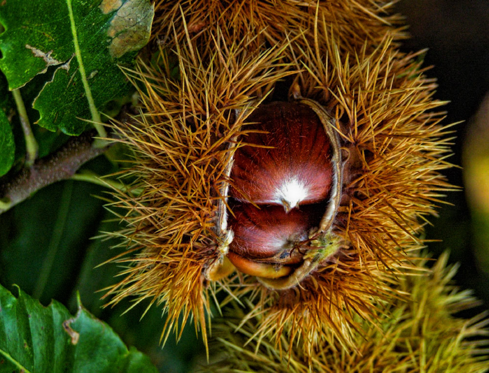 Die Südtiroler Edelkastanie, genannt Keschtn. Die Früchte sind glänzende, dunkelbraune Nüsse. Die Früchte eines Teilblütenstandes sind von einem stacheligen Fruchtbecher (Igel auf südtirolerisch) umgeben, der sich aus der schuppigen Scheide entwickelt. Die Stacheln sind anfangs grün und zur Reife gelbbraun. Bei der Wildform hat der Fruchtbecher einen Durchmesser von fünf bis sechs Zentimeter, bei Kulturformen kann er bis zehn Zentimeter erreichen. Bei Vollreife öffnet sich der Fruchtbecher mit vier Klappen und entlässt die ein bis drei Früchte. Bei manchen Sorten fällt auch der Fruchtbecher mitsamt den darin enthaltenen Nüssen ab.