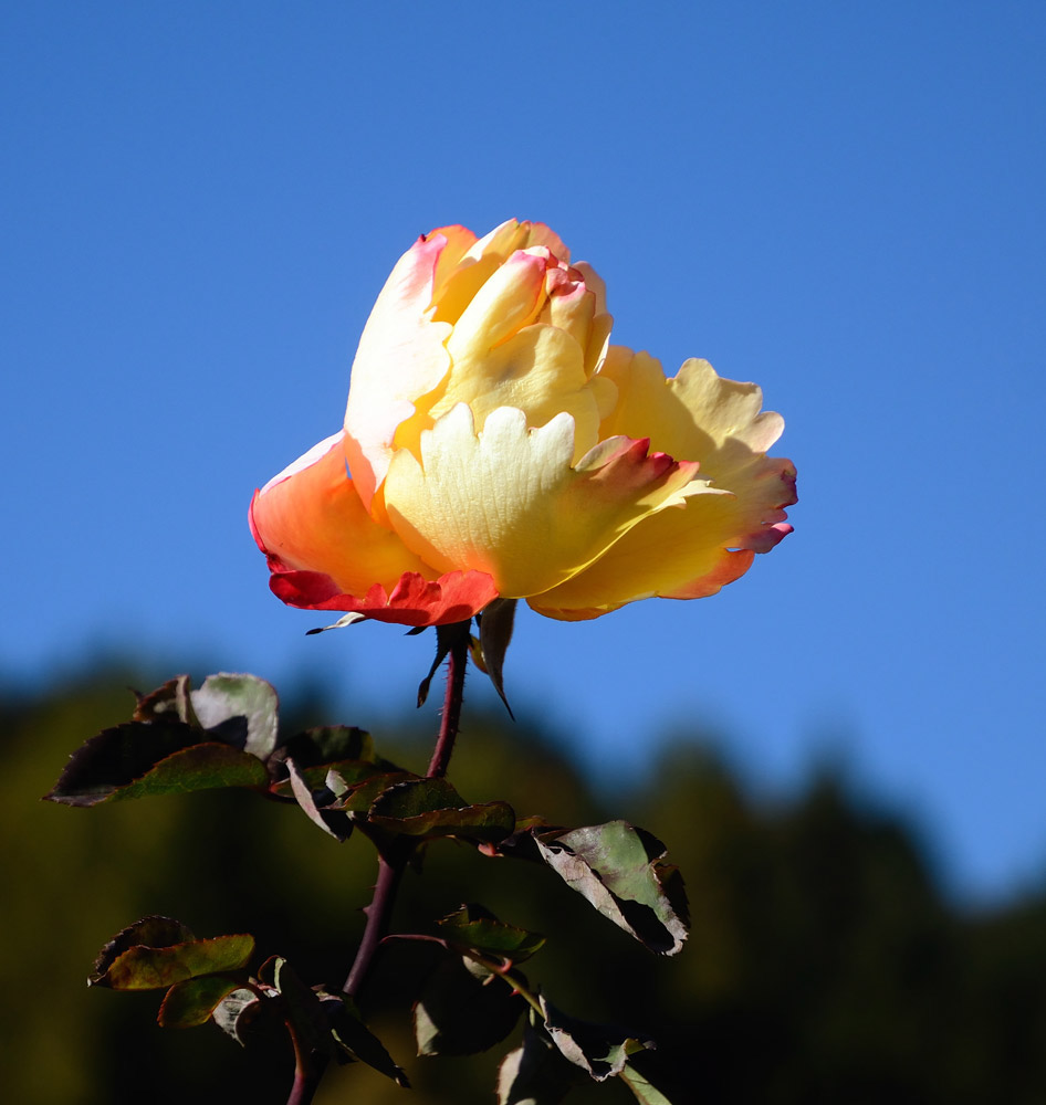 ..Rose im Blumengarten von St. Magdalena...