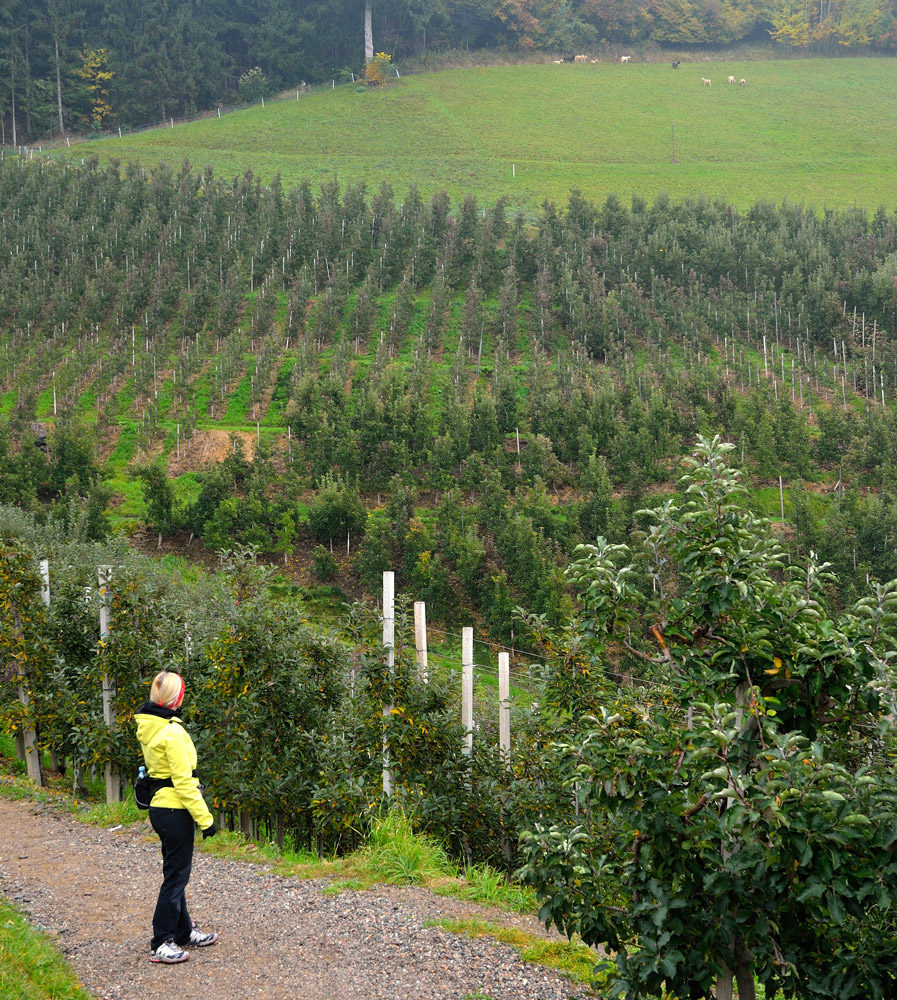 ...Plantagen bei St. Georg...