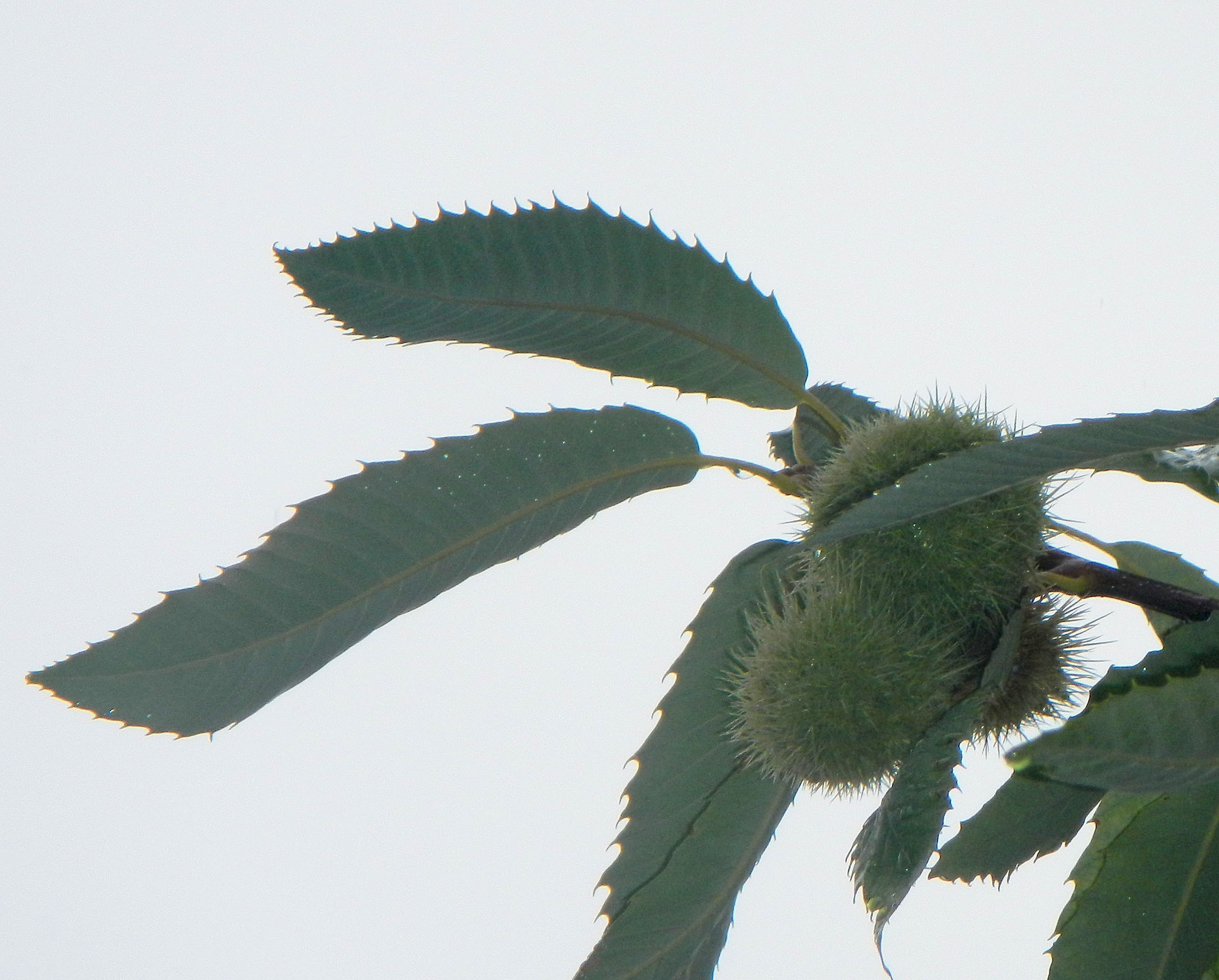 Die Umgebung ist die Heimat der Edelkastanie. Die Edelkastanie (Castanea sativa), auch Esskastanie genannt, ist der einzige europ�che Vertreter der Gattung Kastanien (Castanea) aus der Familie der Buchengew�se (Fagaceae). Sie ist ein sommergr�aum und bildet st�ereiche Nussfr� In S�d Westeuropa wird sie wegen dieser essbaren Fr�und als Holzlieferant angebaut. Die Fr�werden als Kastanien, oder wie in der Pfalz als Keschde oder in S�l als Keschtn, oder auch als Maronen oder Maroni bezeichnet. In der Schweiz ist die Bezeichnung Marroni g�ig. Vom Mittelalter bis gegen Ende des 19. Jahrhunderts war die Edelkastanie in den Bergregionen S�pas das Hauptnahrungsmittel der Landbev�rung.