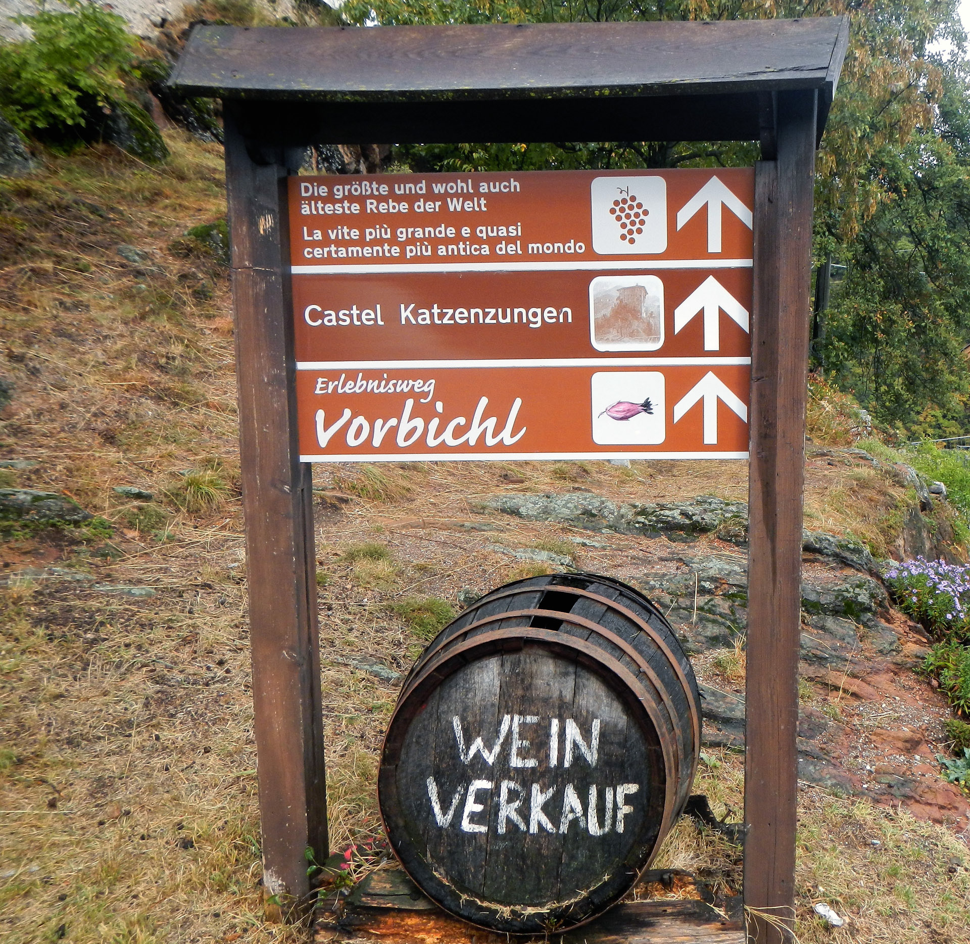 Alles dreht sich hier um den Wein, kein Wunder, wird doch behauptet man sei im Besitz der gr�en und �esten Weinrebe der Welt.