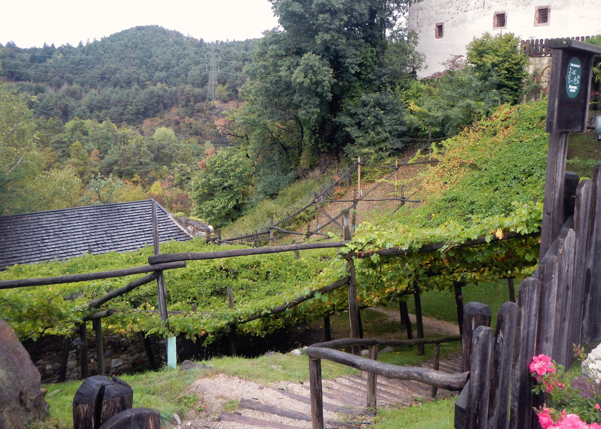 Bekannt ist Castel Katzenzungen auch durch den Rebstock vor dem Schloss: die gr� und wohl auch �este Rebe der Welt. Der Legende nach soll er bereits �00 Jahre alt sein. Mit einem Laubdach �00 m2, handelt es sich zugleich um den gr�n Rebstock der Welt. Die Rebe z�t auch zu den �esten Laubgew�sen in Europa.