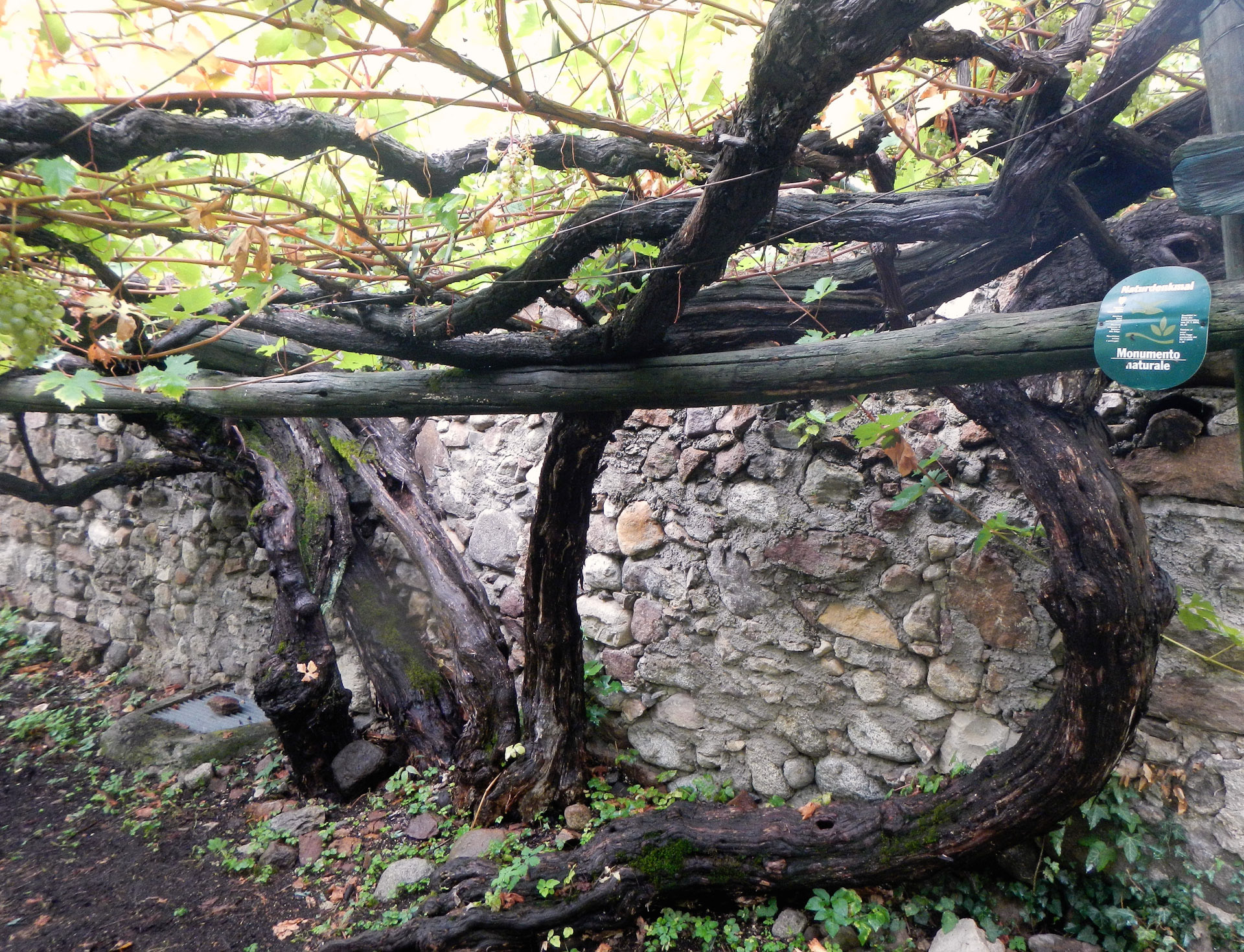 Somit w�st vor Schloss Katzenzungen in S�l der wohl �este Rebstock der Welt.