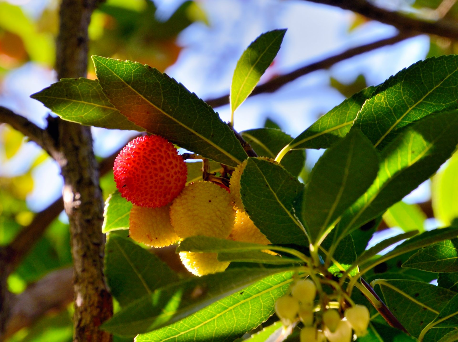 Die Gärten von Schloss Trauttmansdorff sind damit ein Erlebnis für alle Sinne – für Jung wie Alt –, sie sind ein Ort der Erholung und des Verweilens für Laien wie Fachleute. Für diese gelungene Verbindung von Natur und Kunst sowie für ihren Innovationsgeist wurde die Anlage 2005 zum schönsten Garten Italiens gekürt; 