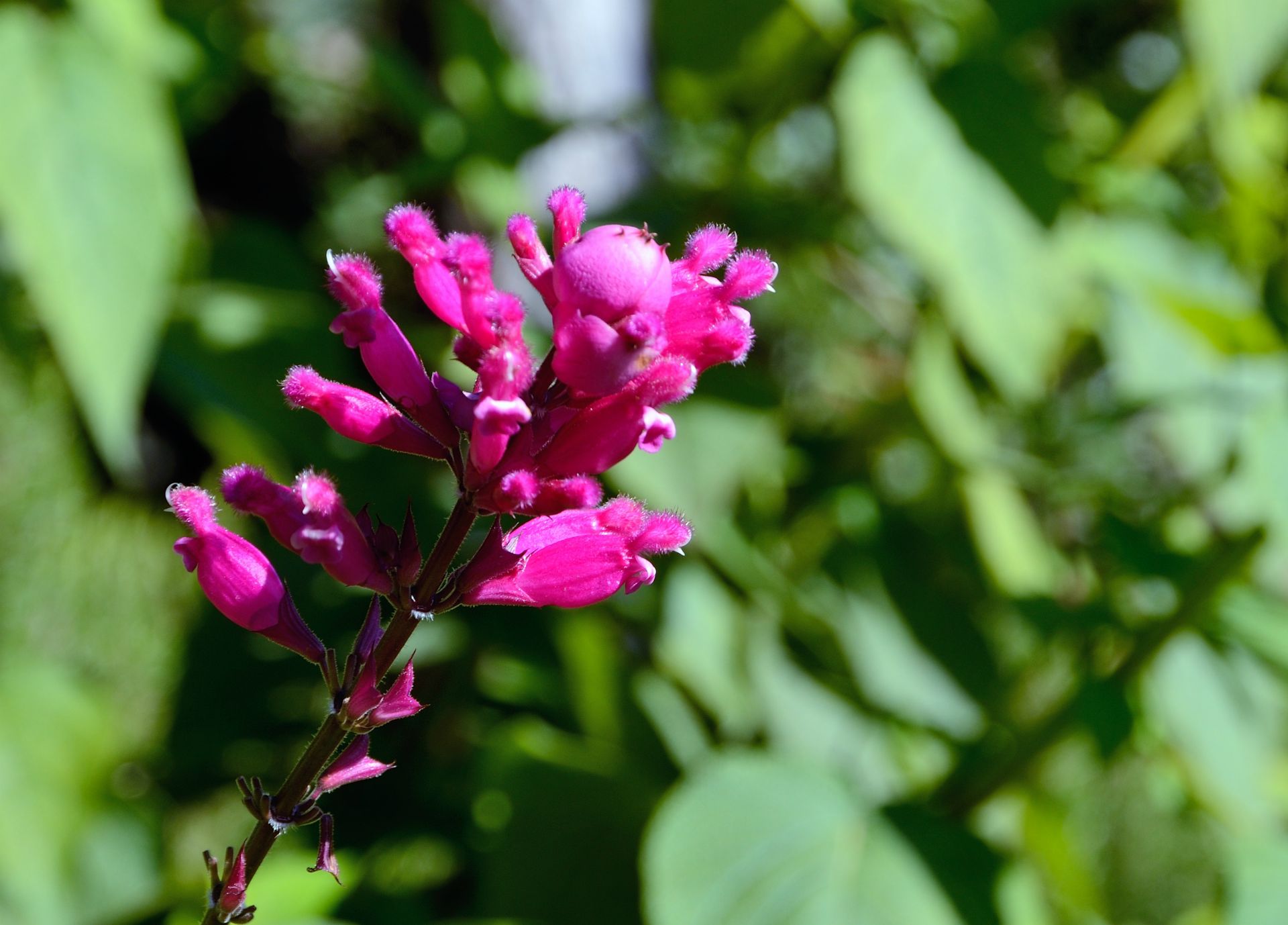 nur ein Jahr später erntete sie die Auszeichnung als Europas Garten Nr. 6!