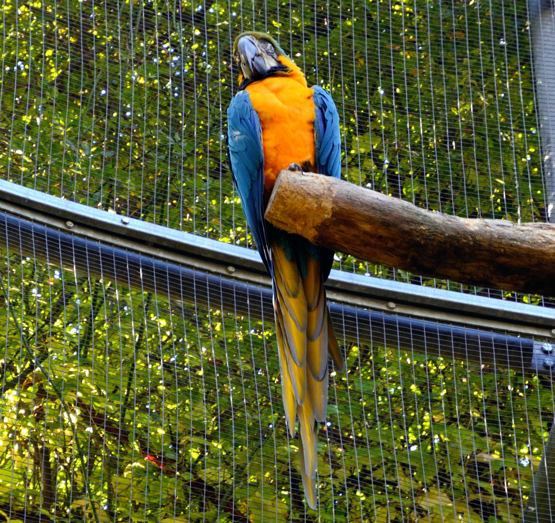 Zur besonderen Freude der jüngsten Gäste tummeln sich Kaninchen, Zebrafinken, Pfauen, Zackelschafe und Schlangen, Chinesische Enten, Japanische Karpfen und noch viele andere Tiere in den Gärten von Schloss Trauttmansdorff.
