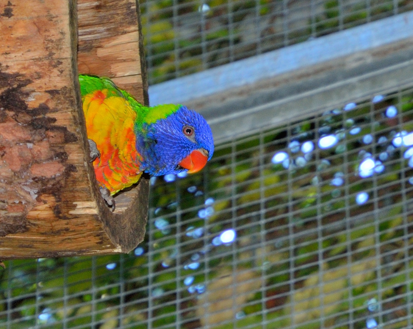 Im Garten von Schloss Trauttmansdorff, Papageien und Sittiche...