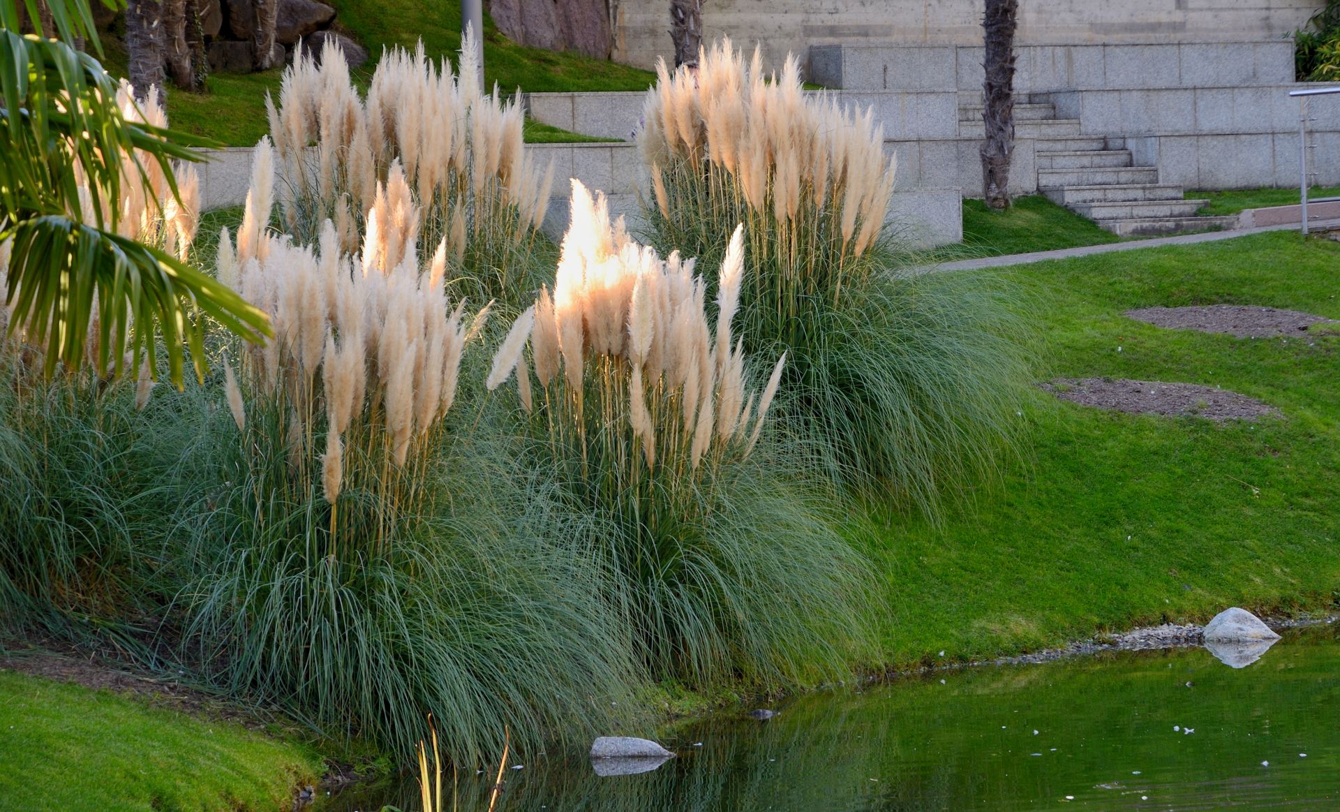 Am Seerosenteich....