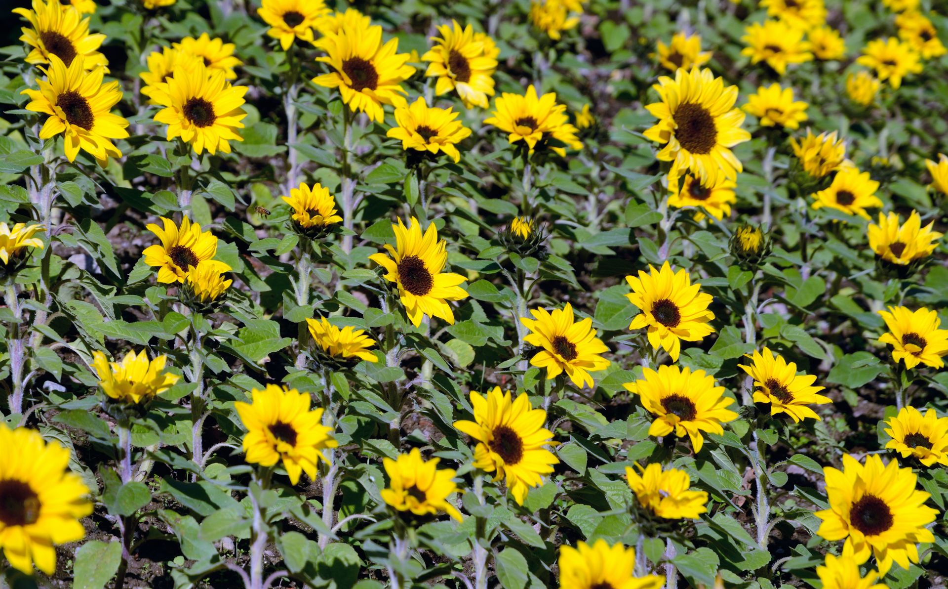 Es blühen Abertausende Sonnenblumen...