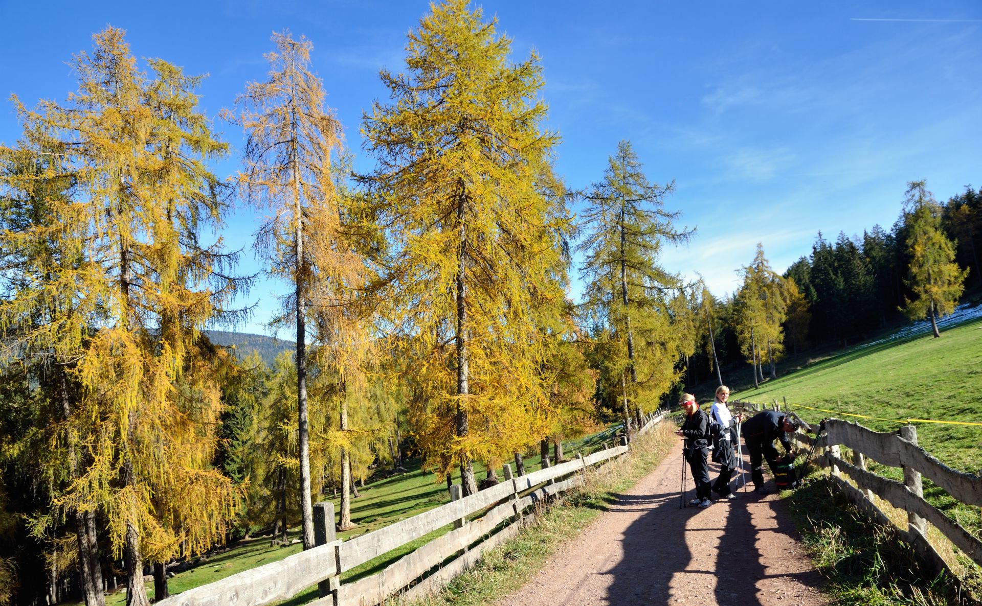 Wir wandern weiter zum Tschögglberg durch herbstliche Lärchenwälder und Wiesen...