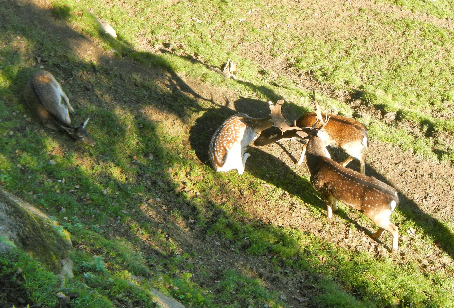 Nach dem Frühstück drehen wir noch eine Campingplatzrunde und bewundern den Haustierbestand des Nachbarn...